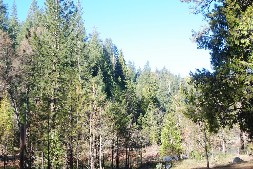 Some fellow campers in Wawona.